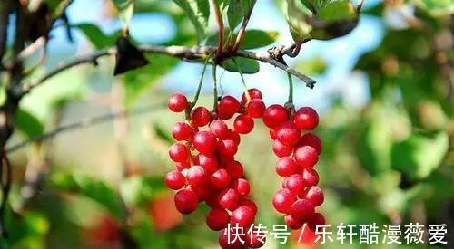 棠梨子|在農村很常見的8種野果，在農村長大的你，都吃過嗎