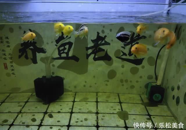 三种操作可导致鱼缸水质迅速恶化,在水质没稳定下来会更严重