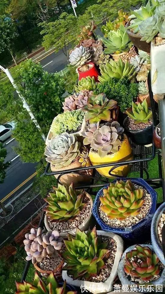 浇水|8种“漂亮花”，冬天要“虐着养”，越虐越健康，不然很难过冬