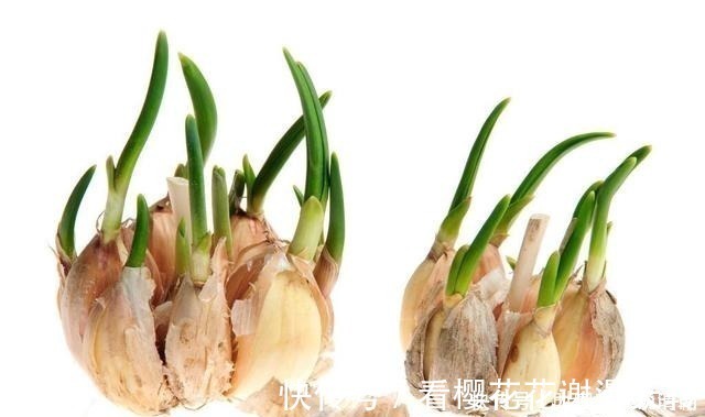 袋子|今天才知道，保存大蒜这么简单，不发芽不干瘪，放半年依旧新鲜！