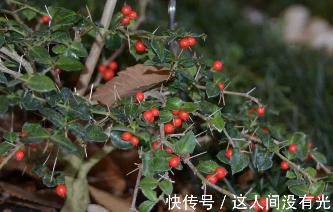 俗称“绣花针”,很多人的童年阴影,殊不知根部珍贵,尽量少挖