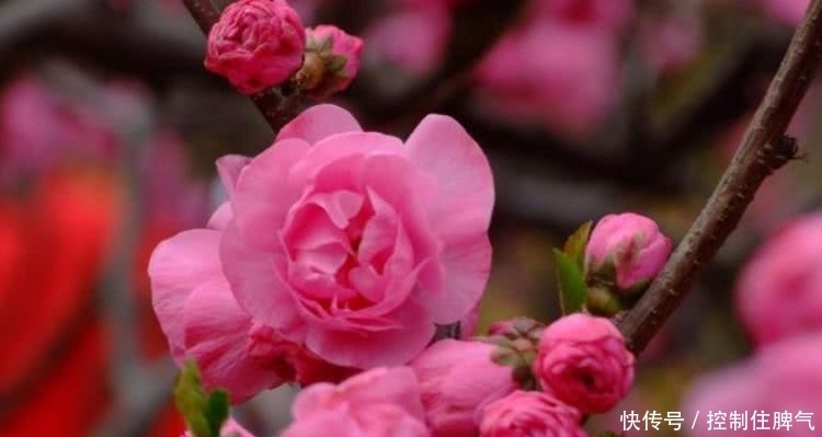 美的|蒋维翰很经典的一首咏梅诗,短短的28个字,写出了世间绝美的梅花