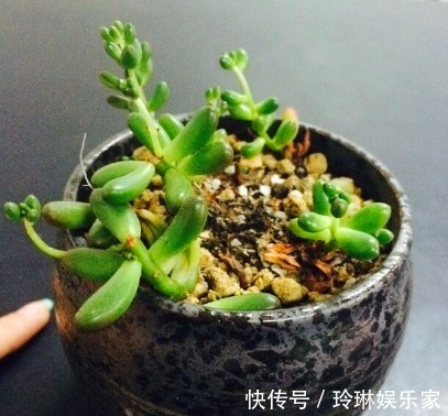 虹之玉锦|别人家和我家“多肉”对比图，能养得“丑”出境界的，真是辛苦了