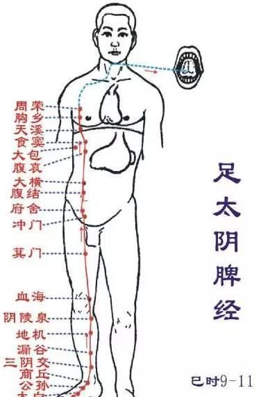 艾灸|脾虚、无脾百病丛生,这几个穴,轻松护脾、健脾!
