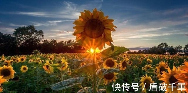 此3种花大部分人都听说过，不过不常见，看看你见过