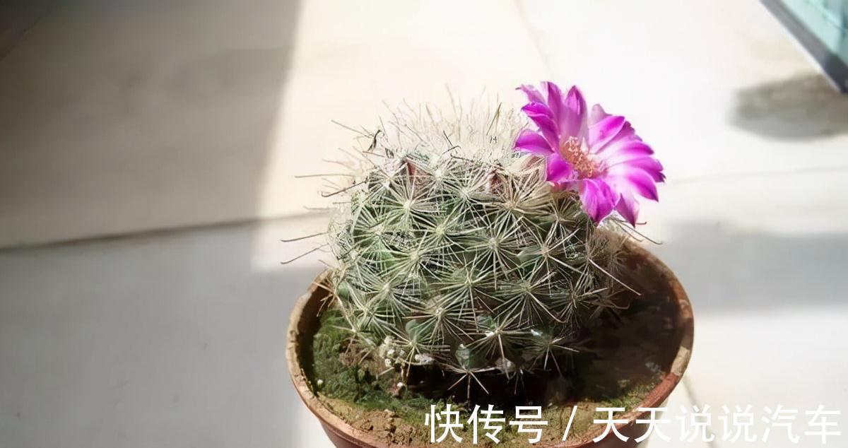 立冬后，养这10种花，切记不能多浇水，养不活都是由于手太勤