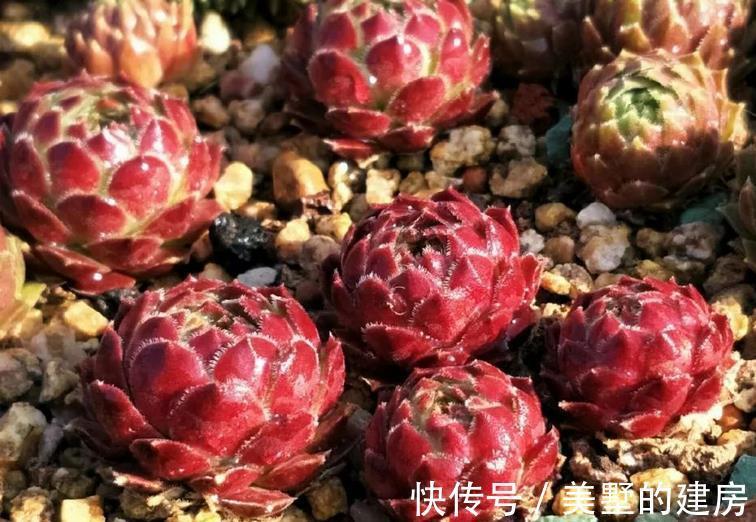 长生草|养长生草甭错过这4款，养好根，状态越来越好