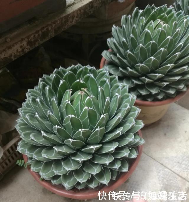 雍容华贵|这些植物“老寿星”，个个能活100岁，泼辣无比，比人还长寿