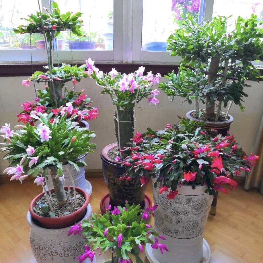 悄悄告诉你，此5种花，掐个叶就生根，懒人都能养开花