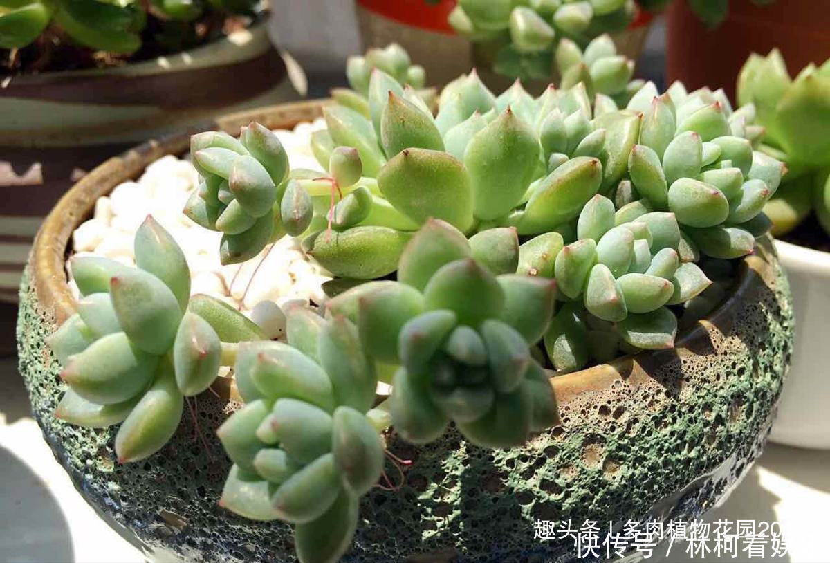 沙床|掉了的多肉叶片不要扔掉,自己在家繁殖多肉玩