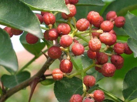 早衰|气血不足的人,4种食物再馋也尽量少吃,以免早衰,早知早好