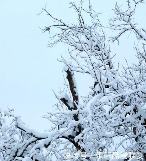  诗词|诗词七律《大雪》