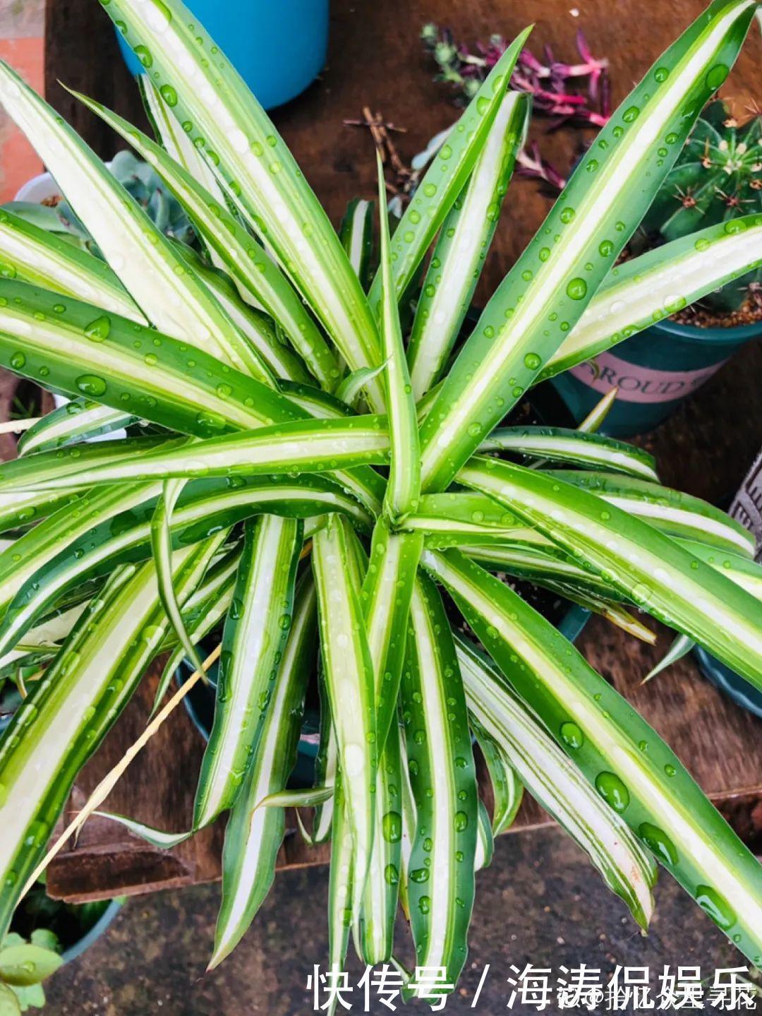 绿萝、吊兰变异了这些品种,你未必都见过!