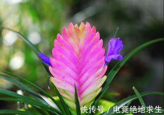 农历十一月大雪过后,养什么花?家里养3种花,生活幸福喜乐无忧