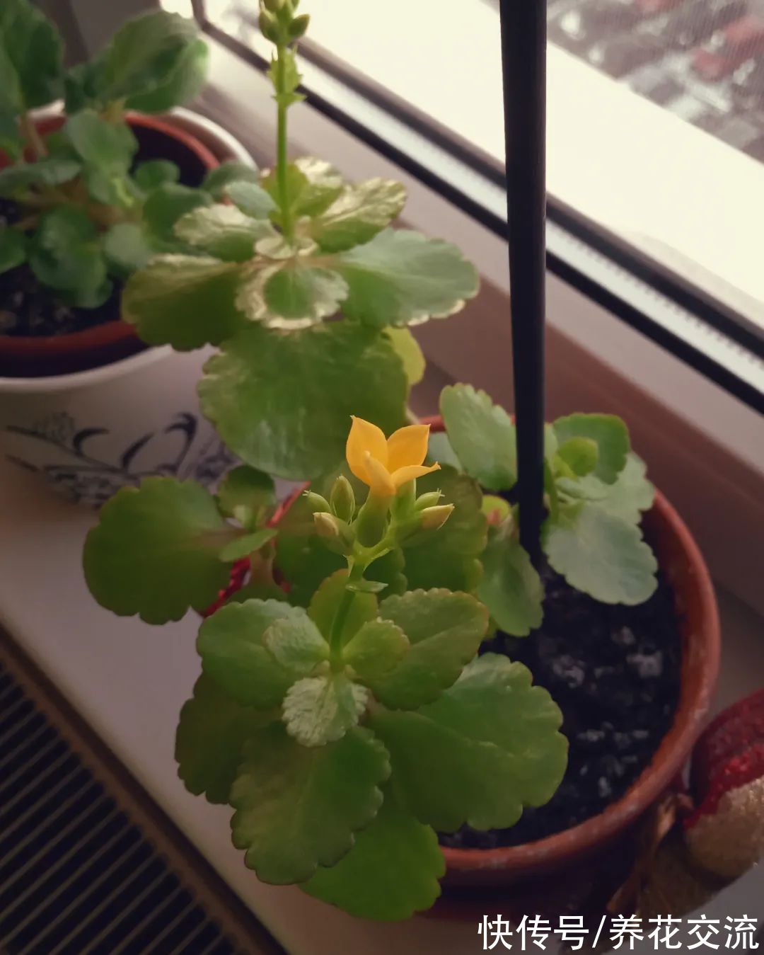 你的长寿花还没开花？可能是夜晚没给它提供黑暗的环境