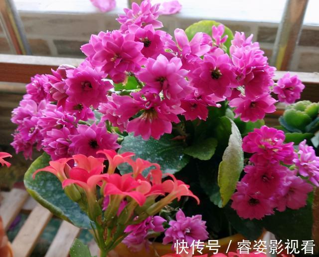 给长寿花“吃点肥料”,春节花苞特别多,大苗小苗肥肥壮壮