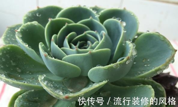 多肉|多肉植物的养殖方法(新手入门)