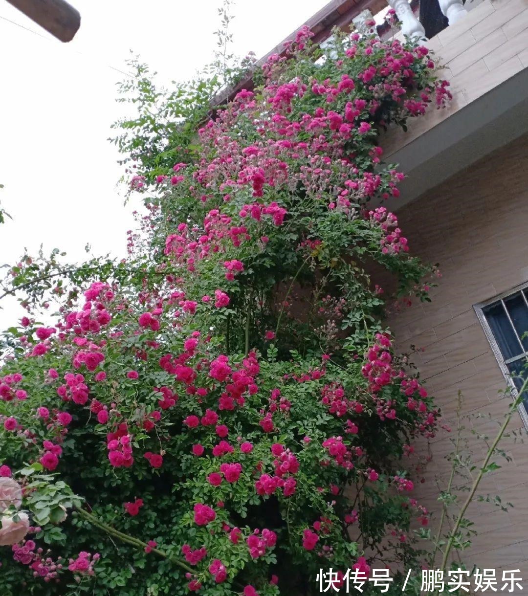 门口养棵大花树,风吹就开花,20年变成传家宝!