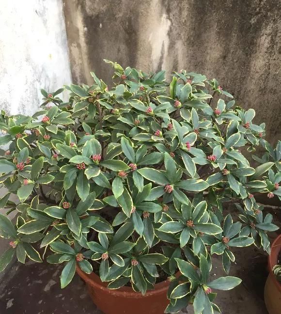 浇水|这3种花上档次,阳台养一盆,开花比香水还好闻