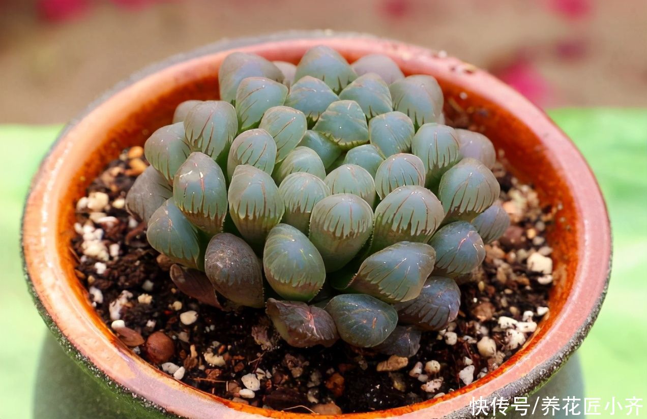 发黄|不要小瞧5月的太阳，这12种花赶紧遮阴养，晒太阳容易叶片枯黄