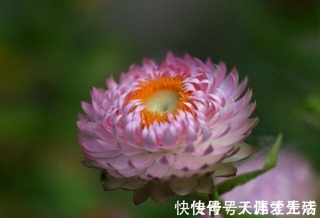 菊花#经典4句，赏花人记住这些诗词，秋天这一个月就不白忙活了