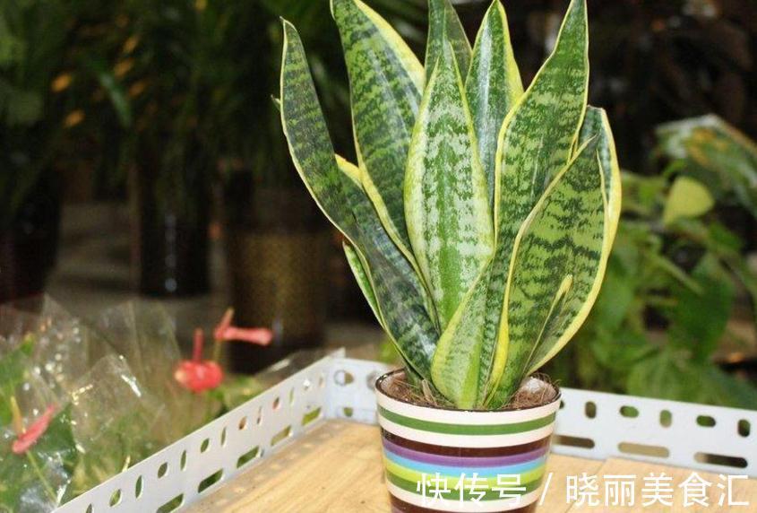 卧室里养花,怕植物和人争氧,睡眠越来越差,不如就试试这4样