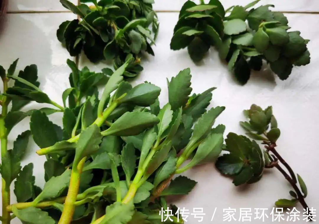 7种花养老桩不好，多扦插、养嫩苗，才能年年开花