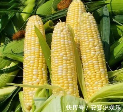 好处|玉米是营养粗粮,每天吃点好处多,可惜此类人不适合吃,了解吗
