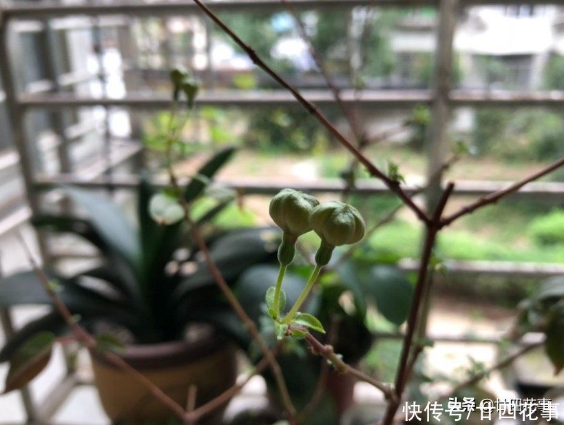4种花夏天难养活，天一热就容易出问题，4月份就别入手了