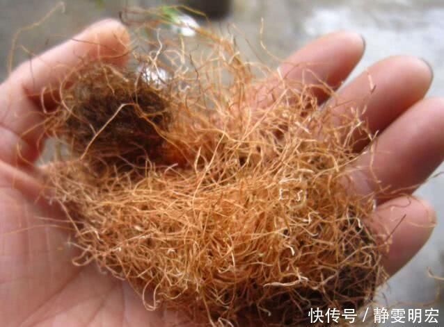 高血压|高血压“最怕”此种茶，三伏天常喝它，能降低血压，软化血管！