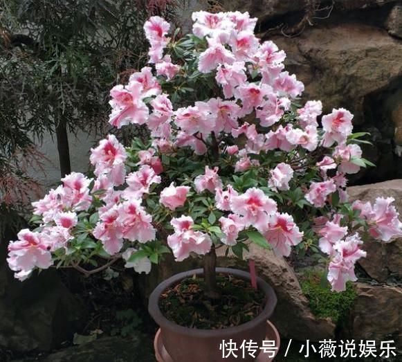 养花不能用大盆,这5种花挤在小盆里,才能长成精品