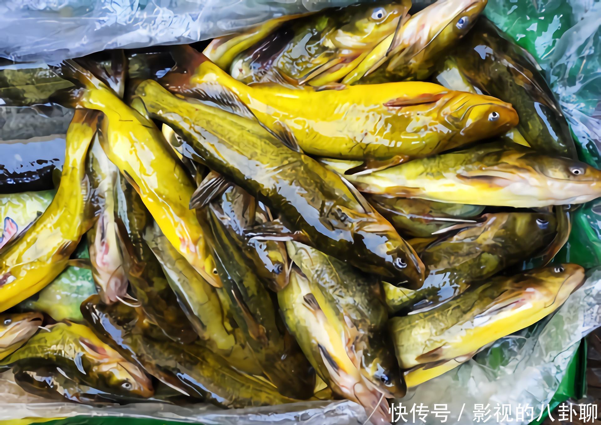 刺少|买鱼时,内行人专买此5种鱼,肉嫩刺少营养高,老渔民自己都爱吃