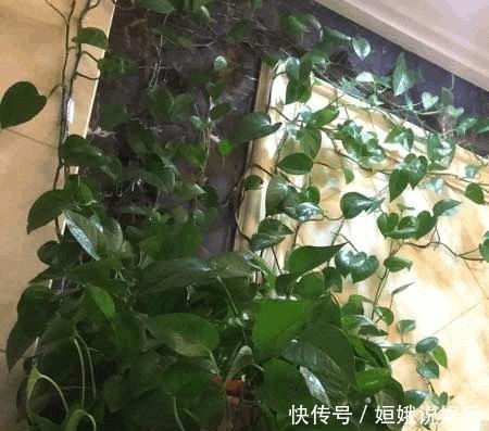要点|几个要点让绿萝安全过冬,来年绿爆盆