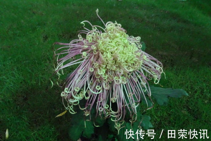 喜欢菊花,就养盆国华濑音,似翩翩仙女,缭绕飘舞,实乃人间极品
