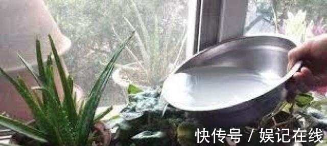 淘米水、啤酒水都别用, 老花农只用它泡水, 什么花都能浇, 疯长