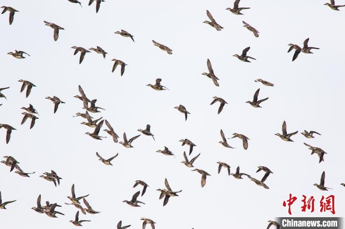 自然保护区|洪泽湖湿地现花脸鸭群飞奇特景致