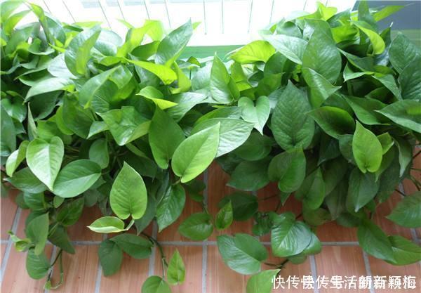 听老花匠说:用3种肥料养花,养啥旺啥,关键不要嫌脏