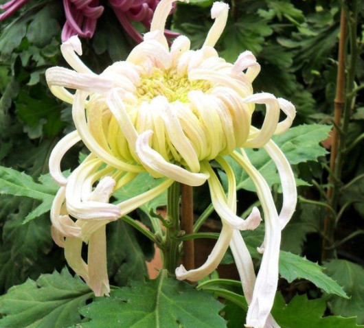 喜欢菊花，不如养盆“稀世名菊”，似燕舞飘垂，优雅百媚