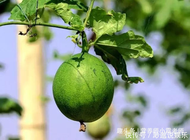 三伏天,用蒲公英泡水喝,降肝火、排肝毒,