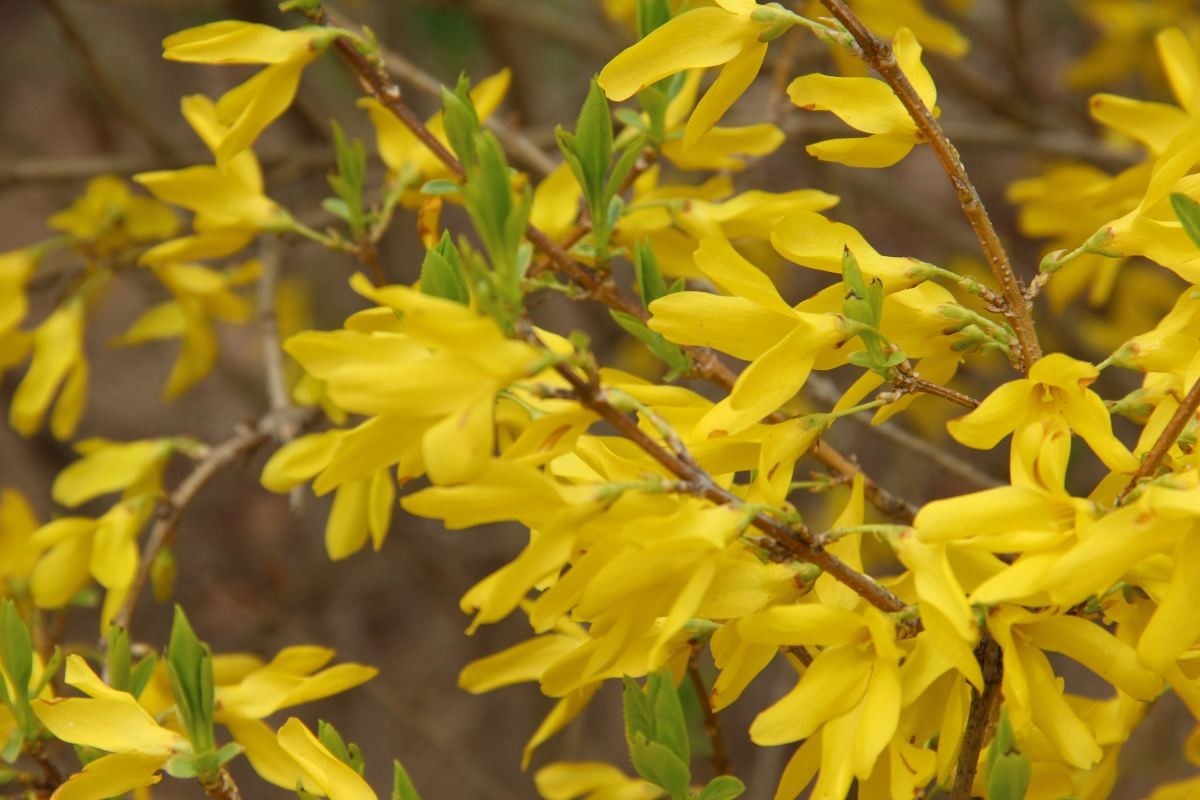 容易读错名字的花，每一种都常见，你中招了吗