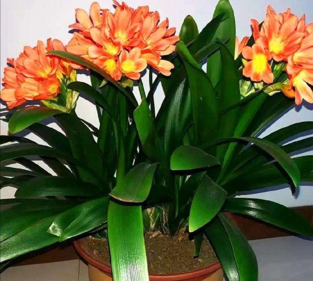 肥厚|养君子兰盆栽,掌握好四个要素,叶片肥厚,早开花