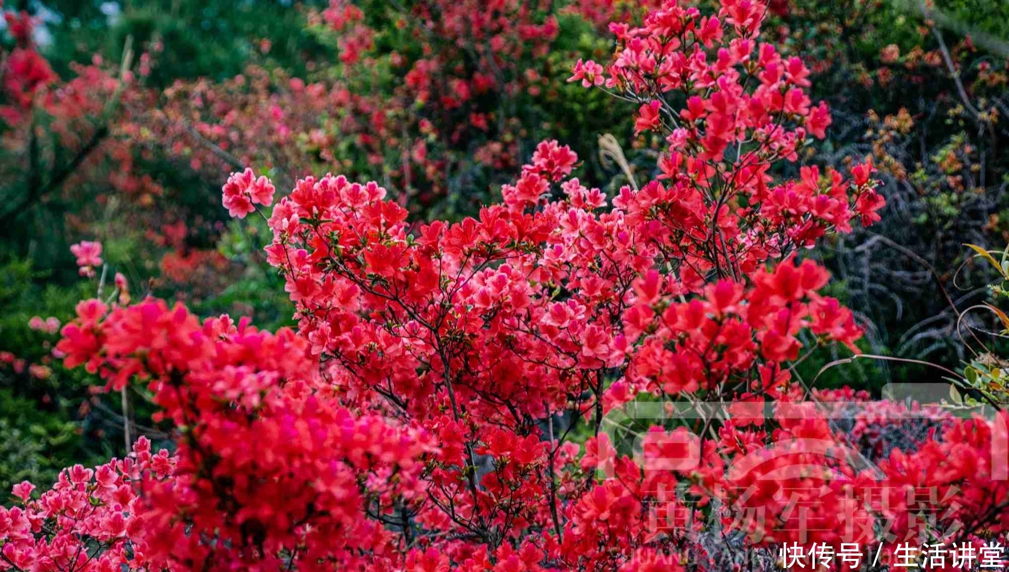 春天里杜鹃花怒放的娇媚，火红的花朵绚烂多姿非常漂亮，花开如霞