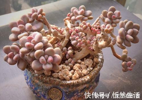 20款高贵梦幻紫色多肉,养一盆“紫气东来”,总有一款是你喜欢的