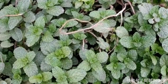 红色根茎的这野草,人称“夜息香”有极高的经济价值,或许你吃过