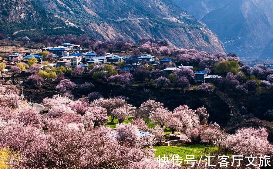 桃花|2022年的春天，期待一场林芝桃花与蓝冰的邂逅