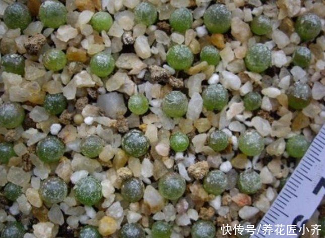 多肉|秋季凉爽适合繁殖多肉，教你3种方法，掌握窍门都能快速生根