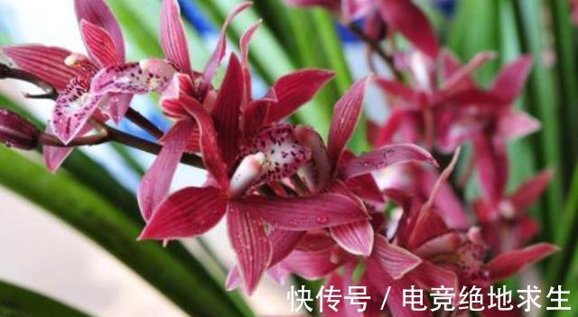 兰花服盆的时间是几天,服盆期间,该如何浇水