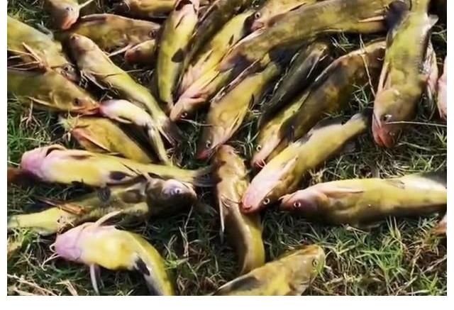 江西黄辣丁“大爆发”，半天钓起十多斤，钓友反馈：真过瘾！