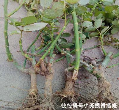 长寿花|花苗越老越值钱这5种花的老桩,买了就上当