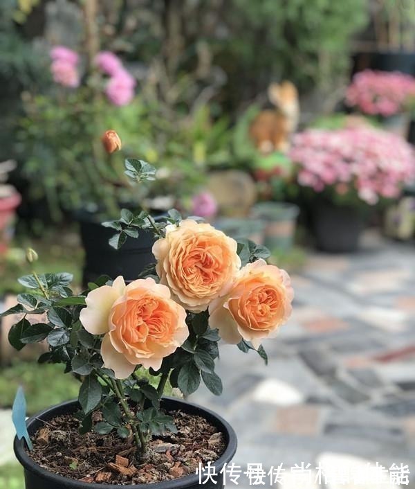 香气|不输果汁阳台,这款阳台盆栽月季,月月花开,香气四溢,值得入手!